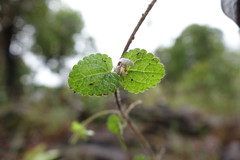 Stachys lyallii