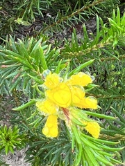 Phyllota squarrosa