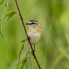 Culicivora caudacuta