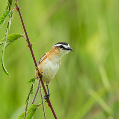 Culicivora caudacuta