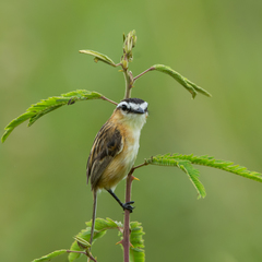 Culicivora caudacuta