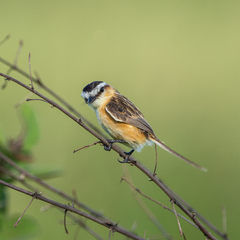 Culicivora caudacuta