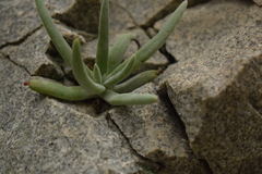 Dudleya densiflora