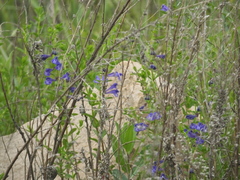 Scutellaria strigillosa
