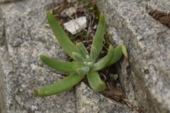 Dudleya densiflora