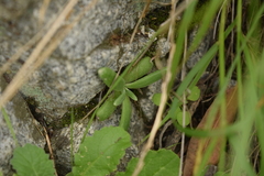 Dudleya densiflora