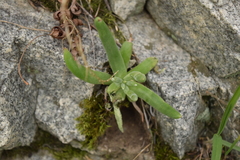 Dudleya densiflora
