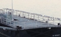 Chroicocephalus ridibundus