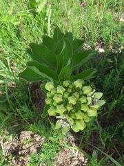 Asclepias viridis