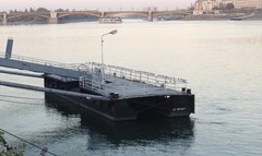 Chroicocephalus ridibundus