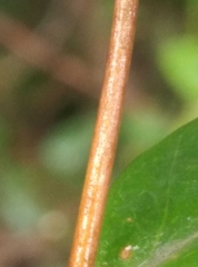 Hypericum henryi henryi