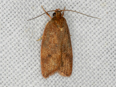 Oligoloba severa