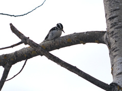 Dryobates villosus villosus