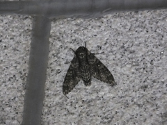Dolbina tancrei