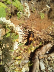 Copestylum abdominale
