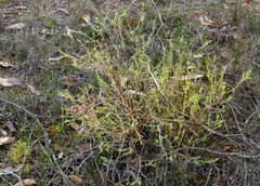 Oligarrhena micrantha