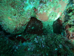 Actinostella bradleyi