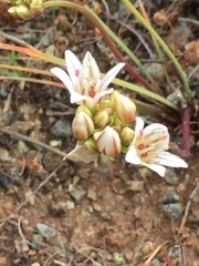 Allium lacunosum