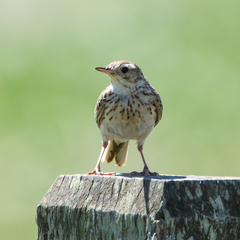 Anthus furcatus