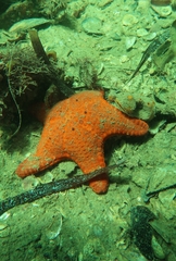 Anthaster valvulatus