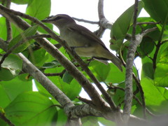 Vireo magister
