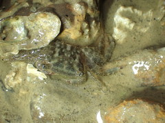 Metopograpsus frontalis