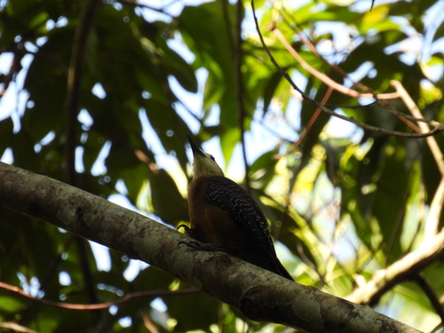 Jamaican Woodpecker (Melanerpes radiolatus), photo 10