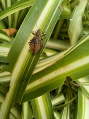 Naupactus versatilis