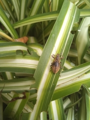 Naupactus versatilis