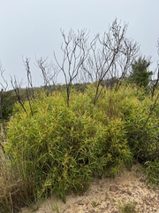 Eucalyptus stricta