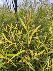 Eucalyptus stricta