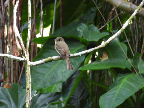 Jamaican Pewee (Contopus pallidus), photo 7