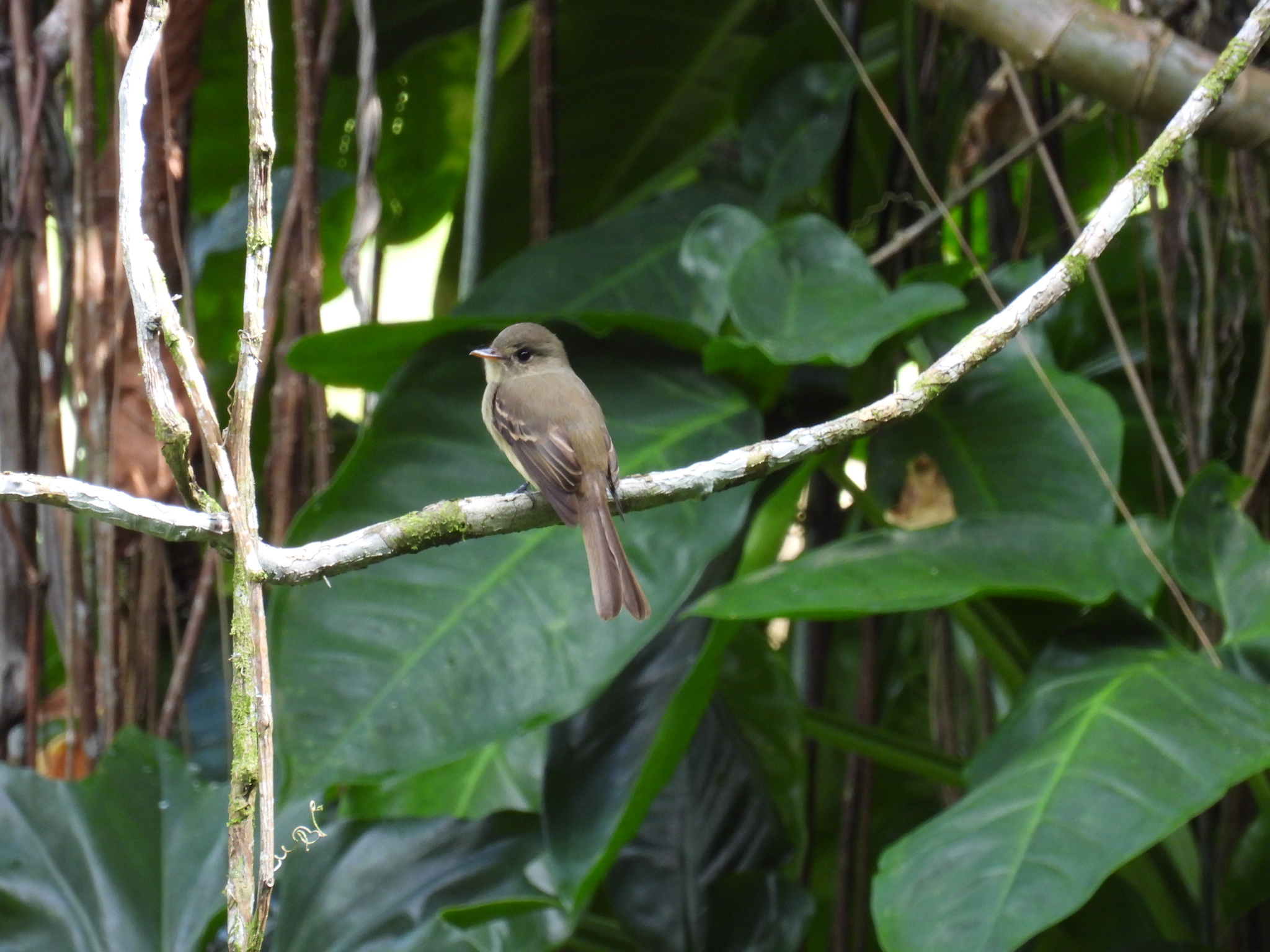 Jamaican Pewee (Contopus pallidus), photo 3