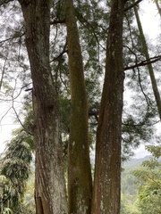 Calocedrus formosana
