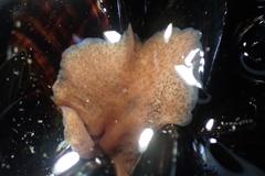Kaburakia excelsa