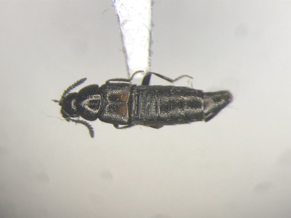 Rove beetle