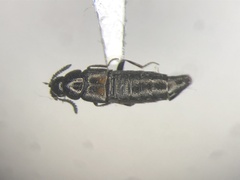 Coprochara