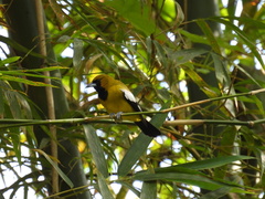 Icterus leucopteryx