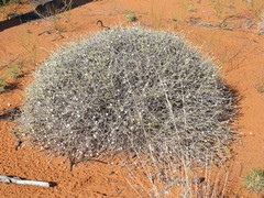 Chrysocephalum eremaeum