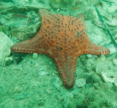 Anthaster valvulatus