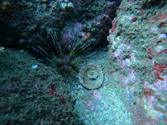 Astropyga pulvinata