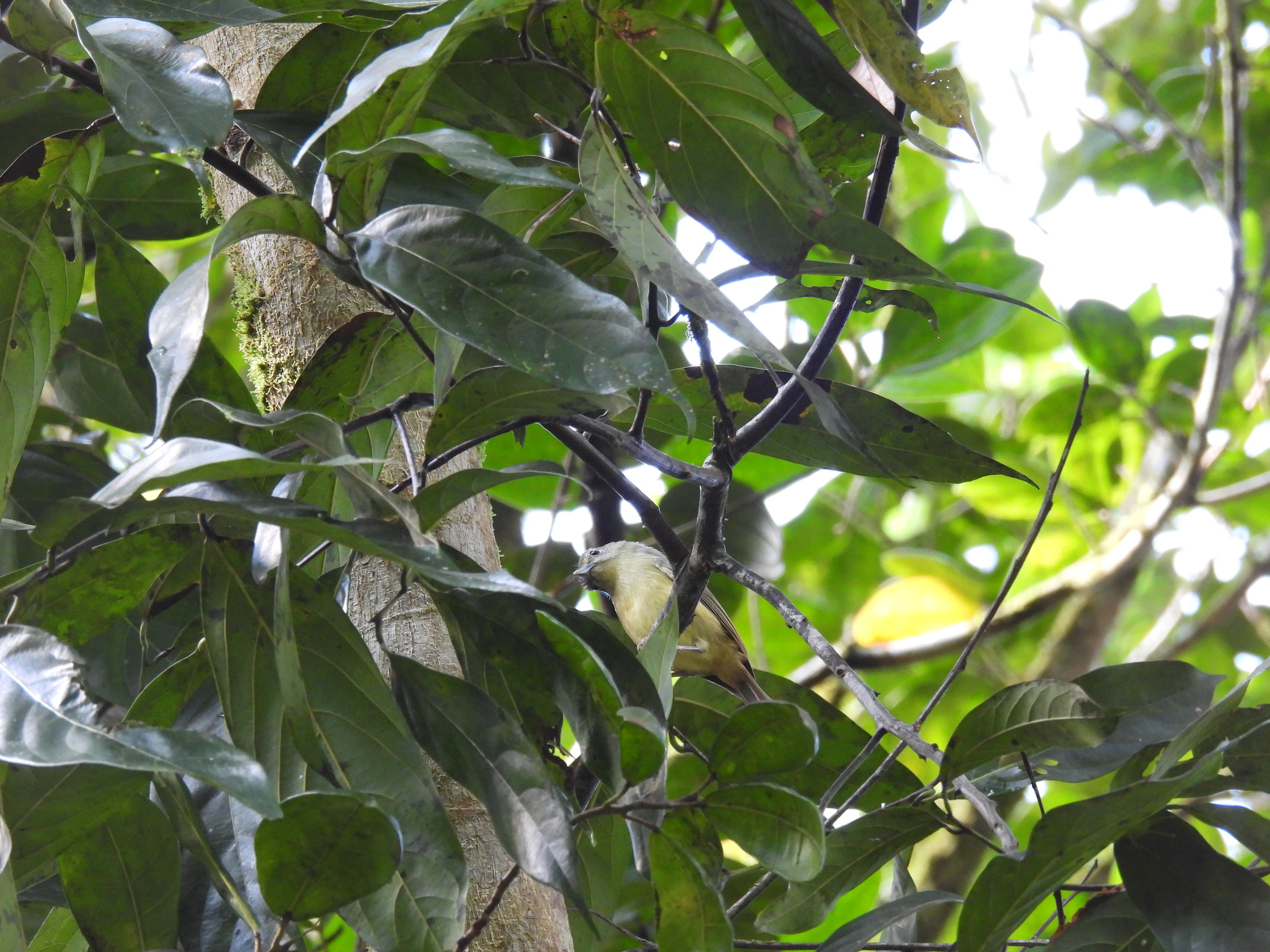 Blue Mountain Vireo (Vireo osburni), photo 2