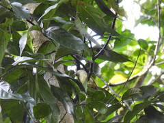 Vireo osburni
