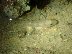 Favonigobius