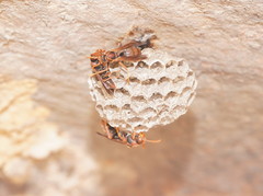 Polistes humilis humilis