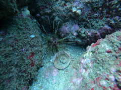 Astropyga pulvinata
