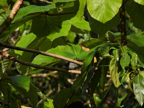 Jamaican Euphonia (Euphonia jamaica), photo 8