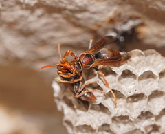 Polistes humilis humilis