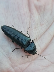 Ochosternus zealandicus