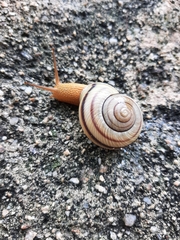 Epiphragmophora puntana